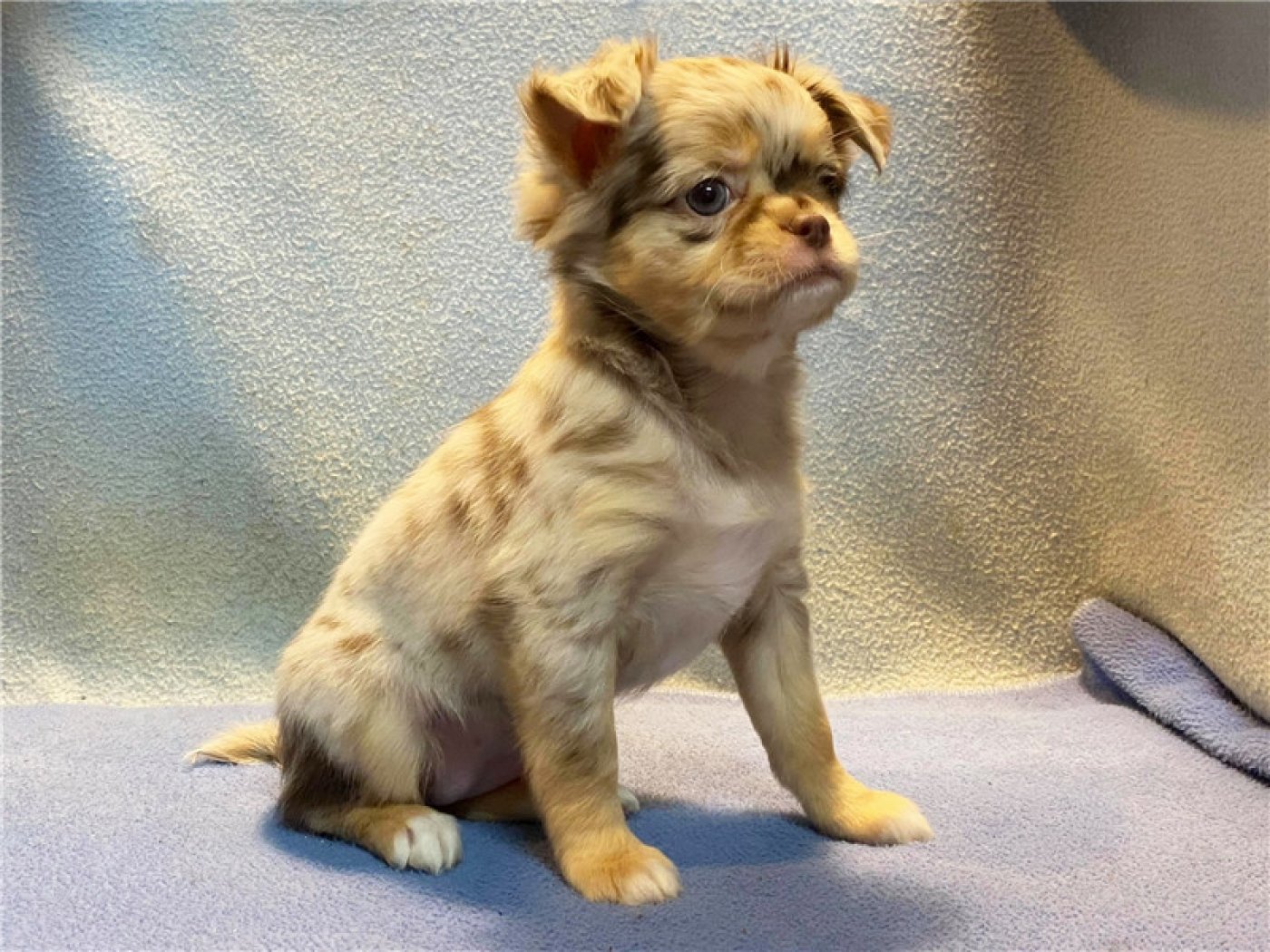 吉娃娃 巧克力大理石 黃玫瑰